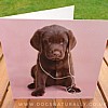 Chocolate Labrador Puppy wearing Headphones -Deejay - Rachael Hale
